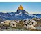 Meet the Sheep Zermatt