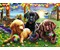 Hunde Picknick