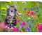 Katze im Blumenmeer