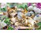 Verspielte Katzenbabys 150 Teile