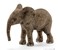 Afrikanischer Elefantenbaby