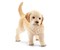 Golden Retriever Welpe