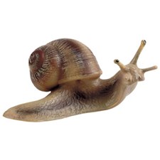 Weinbergschnecke