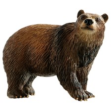 Braunbär