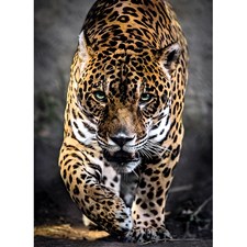 Walk of the Jaguar