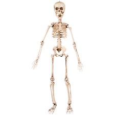 Bewegliches Skelett 50cm