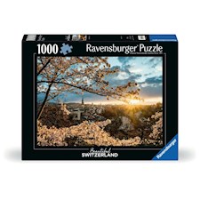 Kirschblüten in Bern