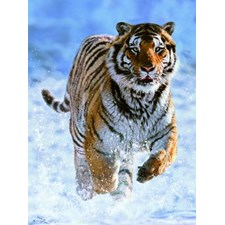 Tiger im Schnee