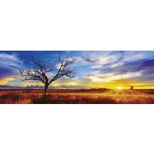 Desert Oak at Sunset, Northern Territory, Australia