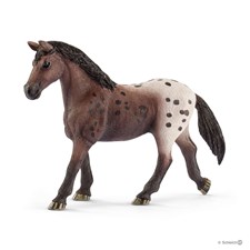 Appaloosa Stute