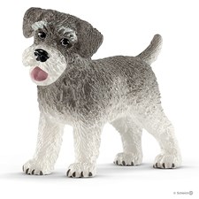 Zwergschnauzer