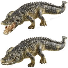 Alligator