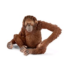 Orang-Utan Weibchen