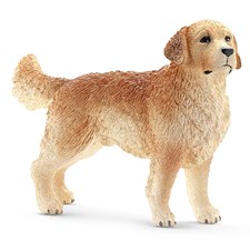 Golden Retriever Rüde