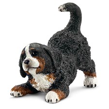 Berner Sennenhund Welpe