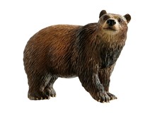 Braunbär