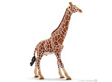 Giraffenbulle