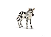 Zebra Fohlen