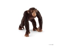 Schimpansen Männchen